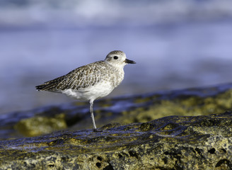 Grey Plover Standing on One Leg