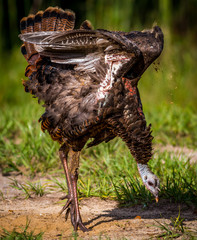 Wild Turkey having a sand bath