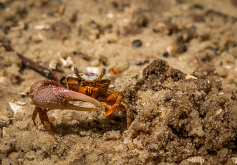 Crab maintaning his burrow