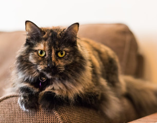 tortoiseshell cat