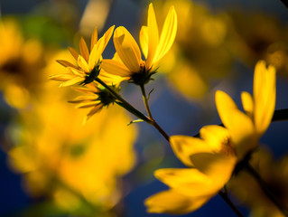 Daisy Bokeh