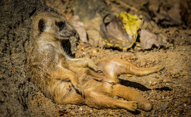 Obraz premium Meerkat, just chilling
