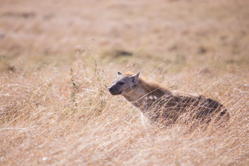 Hyena in Masai Mara National Park in Kenya Africa