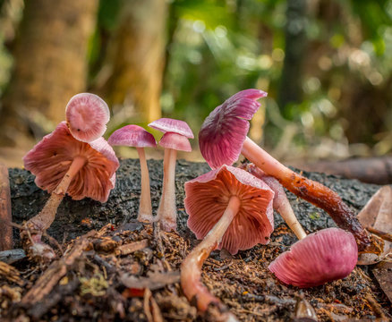 Gymnopus Iocephala