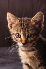 Home kitten on a dark background