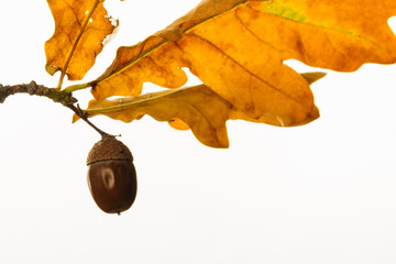 Dry acorn with leaves on a white background