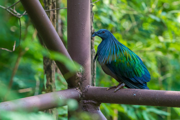 The Nicobar pigeon (Caloenas nicobarica) is a pigeon found on small islands and in coastal regions from the Andaman and Nicobar Islands, India.