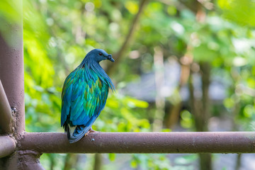 The Nicobar pigeon (Caloenas nicobarica) is a pigeon found on small islands and in coastal regions from the Andaman and Nicobar Islands, India.