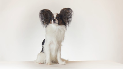 Beautiful young male dog Continental Toy Spaniel Papillon is sitting on white background