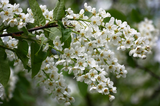 Bird cherry./Small white flowers of a fragrant bird cherry are covered by water drops.