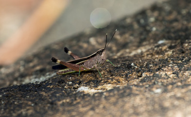 The image of the brown  Grasshopper in Thailand.(Choroedocus violaceipes),Cassava Grasshopper.