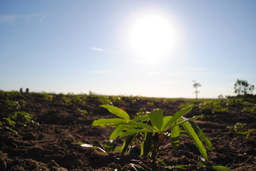 Yucca cub of the plantation in Barra do Itabapoana Brazil Paulo Mainhard 2010