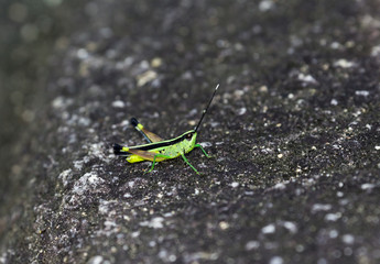 The image of the Green Grasshopper in Thailand.(Sugarcane white tipped locust) Ceracris fasciata.