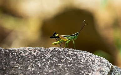 The image of the Green Grasshopper in Thailand.(Sugarcane white tipped locust) Ceracris fasciata.