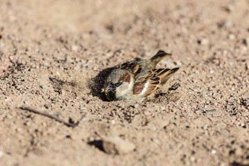 sparrow digs a hole in the sand