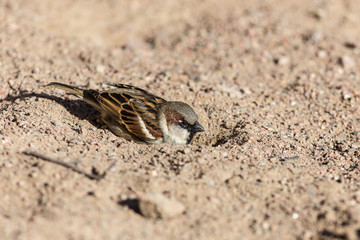 sparrow is heated in the sand