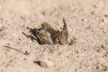 sparrow digs a hole in the spring