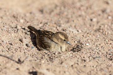 spring sun bath