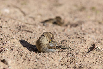 sparrows clean the feathers