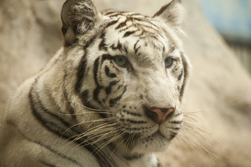 Fototapeta na wymiar White tiger / White tiger at Chiang Mai Night Safari , Thailand