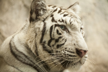 White tiger / White tiger at Chiang Mai Night Safari , Thailand