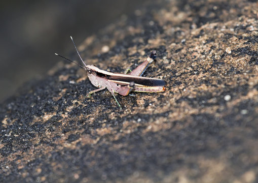 The image of the brown  Grasshopper in Thailand.(Choroedocus violaceipes),Cassava Grasshopper.
