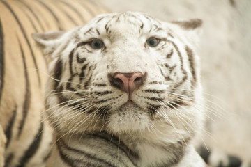 White tiger / White tiger at Chiang Mai Night Safari , Thailand