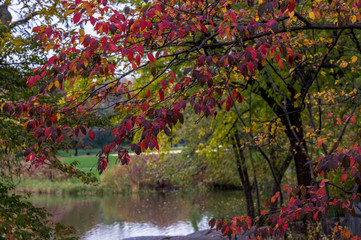 Deep Red and Orange Foliage Over a Pond Against a Green Grass Background