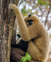 Fototapeta premium Tan Hues on a Gibbon Perched in a Tree
