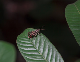 The image of the Rufous-legged grasshopper in Thailand.(Xenocatantops humilis)