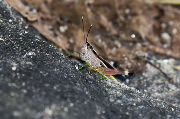 The image of the brown  Grasshopper in Thailand.(Choroedocus violaceipes),Cassava Grasshopper.