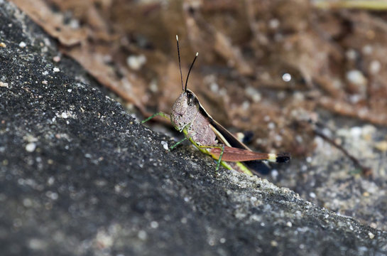 The image of the brown  Grasshopper in Thailand.(Choroedocus violaceipes),Cassava Grasshopper.