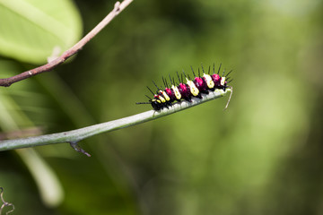 Thailand Caterpillar in natural forest