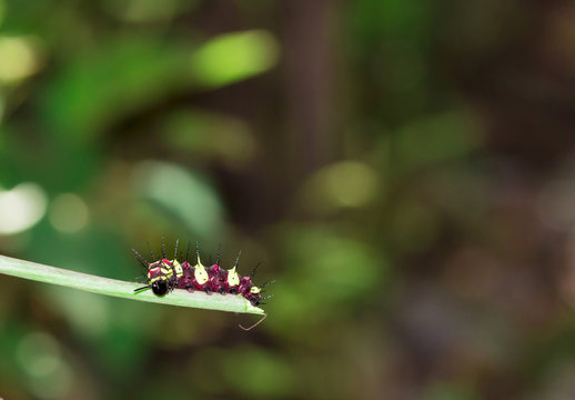 Thailand Caterpillar in natural forest