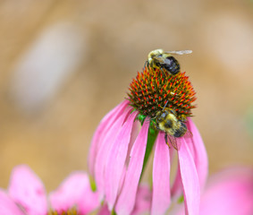 Bees on Echinacea