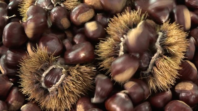 Sweet chestnut falling on rotating table, Castanea sativa fall food. Typical autumnal fresh fruit rotates on background, close-up of forest harvest