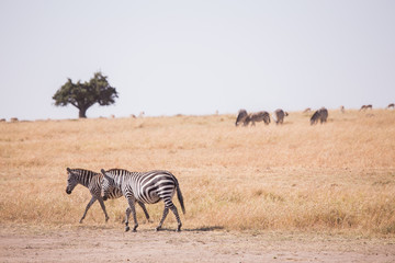 Fototapeta na wymiar Zebras National Park in Kenya Africa Masai Mara