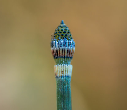 Equisetum hyemale