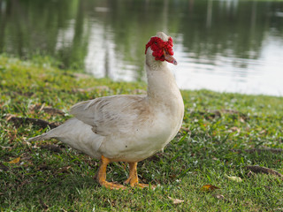 White goose that has a red beak , is in front of the lake.