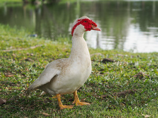 White goose that has a red beak , is in front of the lake.