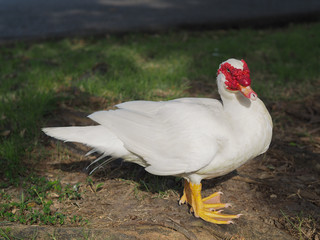 White goose that has a red beak.