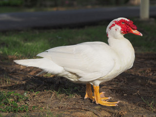 White goose that has a red beak.
