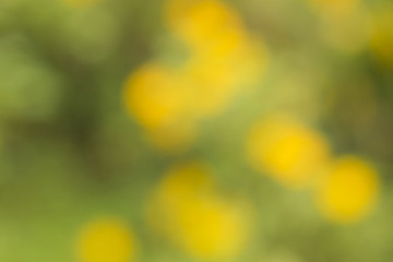 yellow flower blur