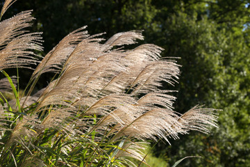 風になびくススキ３