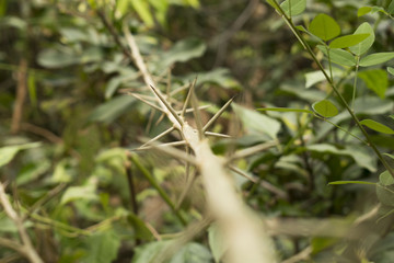 Prickly branchesLeaves