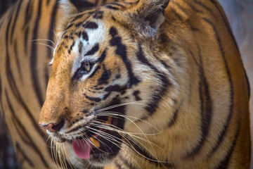 Indian Bengal Tiger close up view