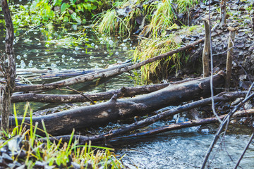Brook (small river) in the green forest