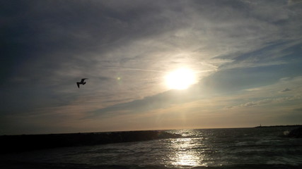 gabbiano che vola sul mare, al tramonto