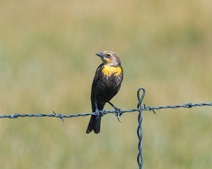Resting Yellow-headed Blackbird on a barbed wire fence.
