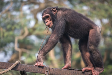 Naklejka premium Chimpanzee walking over an iron railing 